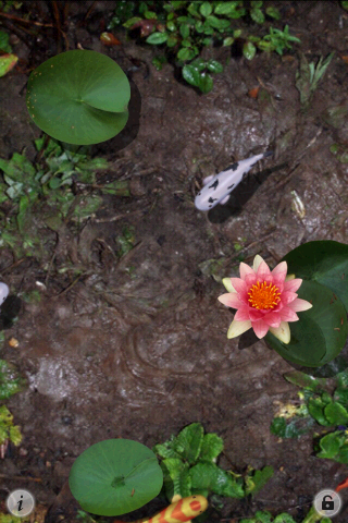 3D小鱼动态屏保安卓下载v1.0.1