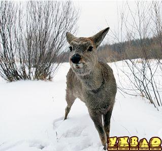 傻狍子是什么?爸爸去哪儿傻狍子卖萌照_5577