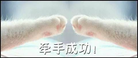 牵宝宝的手表情包下载|牵宝宝的手猫爪表情包