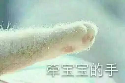 牵宝宝的手猫爪表情包