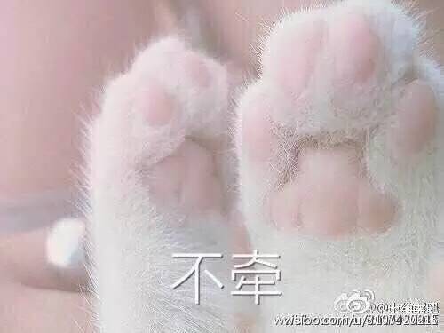 牵表情的手猫爪宝宝b12无法保存大太表情包图片