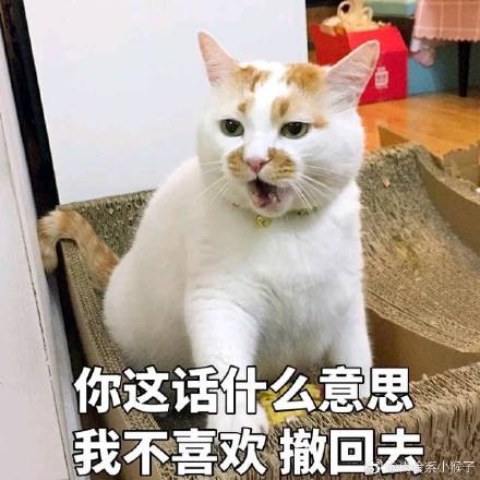 网红猫可爱表情怎么在动态表情上打字图片