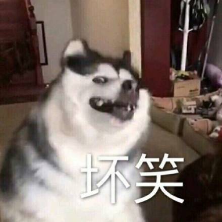 无敌可爱狗狗表情包