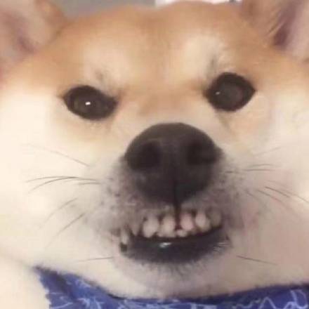 无敌可爱狗狗表情包