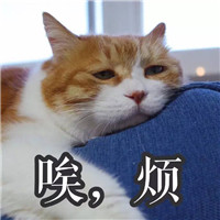 一副生无可恋的猫咪表情包