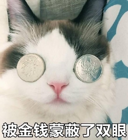 被金钱蒙蔽了双眼的猫咪表情包