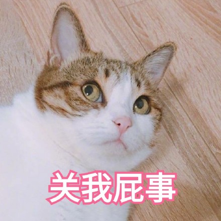 你有病吧猫咪表情包