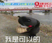 熊本熊搞笑减压gif表情包高清版图片