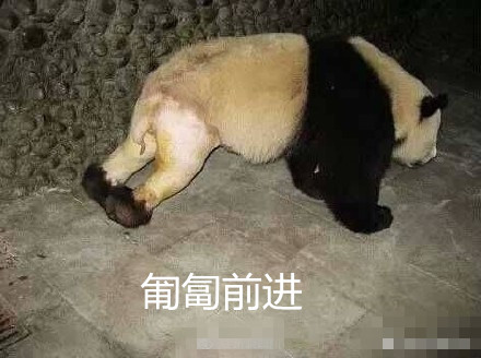 大熊猫脱裤子表情包