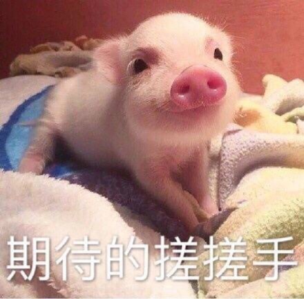 笑出猪叫表情微掉图片包会表情信的钱图片
