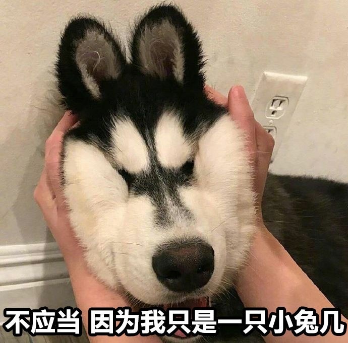 不应当因为我只是一只小猫咪表情包