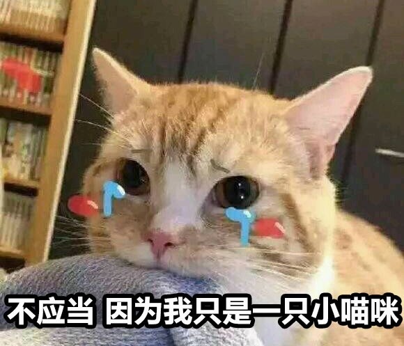 不应当因为我只是一只小猫咪表情包下载|不应当因为我只是一只小猫咪表情包 _5577我机网