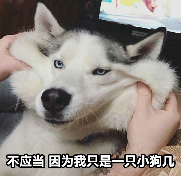 不应当因为我只是一只小猫咪表情包下载|不应当因为我只是一只小猫咪表情包 _5577我机网