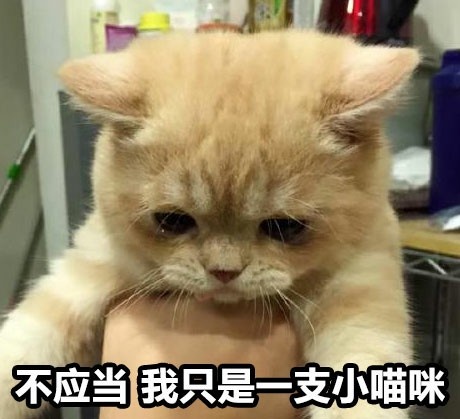 不应当因为我只是一只小猫咪表情包下载|不应