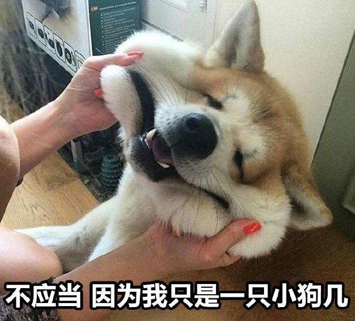 不应当因为我只是一只小猫咪表情包下载|不应当因为我只是一只小猫咪表情包 _5577我机网