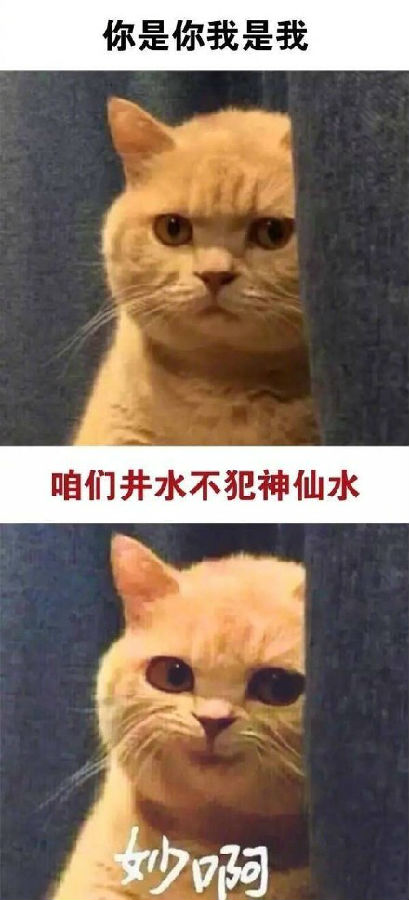 妙啊橘猫表情包全套无水印