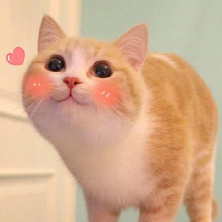 网红猫bobi卖萌表情图片下载|Bobi小萌猫表情包全套 _5577我机网