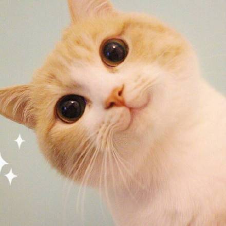 Bobi小萌猫表情表情是头发蘑菇包吹全套原型头谁的图片