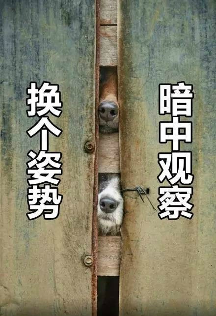 二狗在暗中v表情表情归家表情包图片