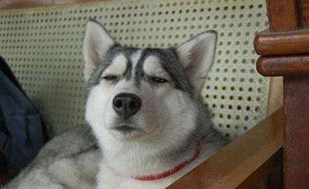 emmmmm狗子表情包下载|emmmmm哈士奇表情包 _5577我机网