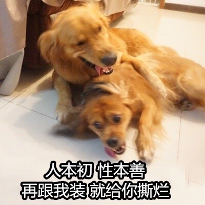 社你黄哥狗狠话不多表情搞笑图片很说说的火图片