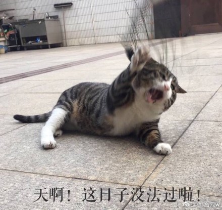 阿肥喵咪表情包下载|阿肥喵咪表情包 _5577我