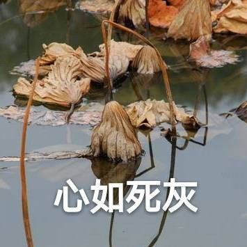下载压缩包后解压,将图片保存到手机,在微信或qq表情管理中添加图片