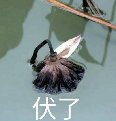 下载压缩包后解压,将图片保存到手机,在微信或qq表情管理中添加图片