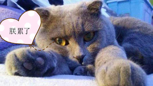 抖音蓝猫biubiu表情包