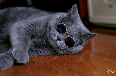 抖音蓝猫biubiu表情包