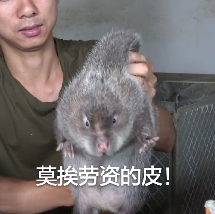 华农兄弟竹鼠表情包高清版