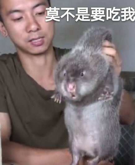 华农兄弟竹鼠表情包高清版