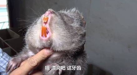 华农兄弟漂亮警告表情包