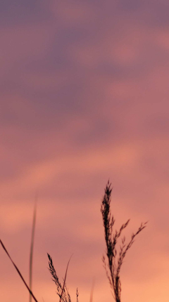 微语录软件 微语录软件