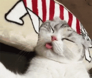 我们是有个性有脾气的猫呀表情包