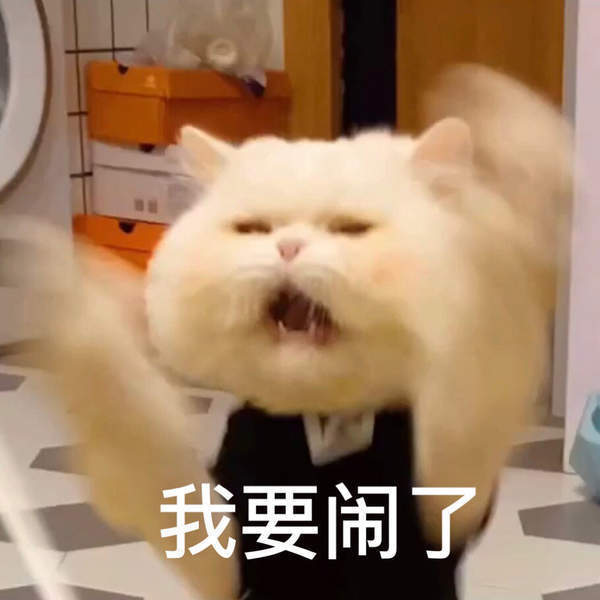 抖音猫咪球球表情包图片