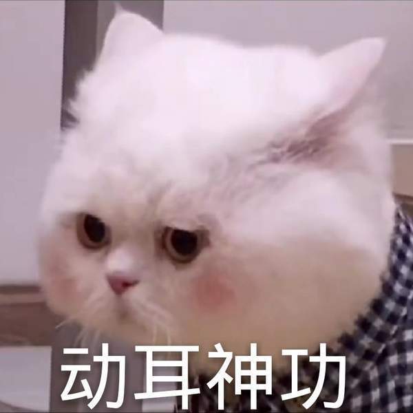 抖音猫咪球球表情包图片