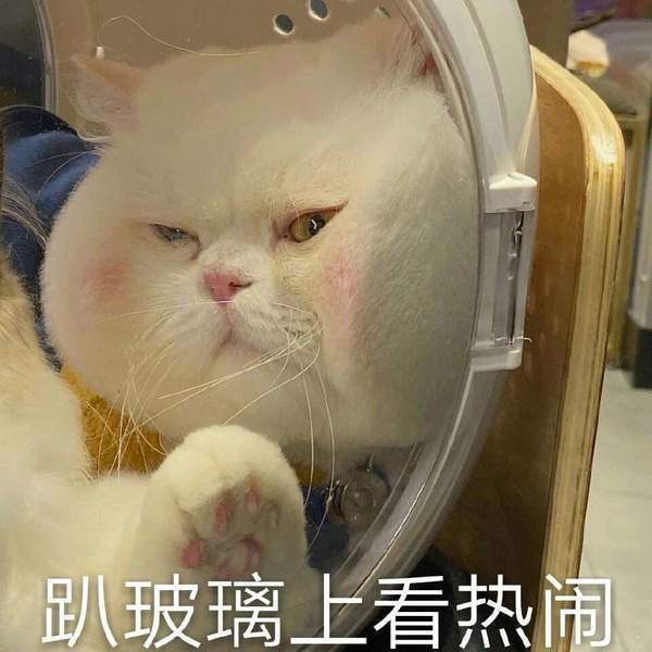 抖音猫咪球球表情包图片