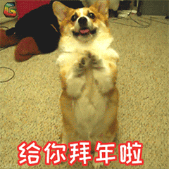 生活娱乐 → 给您拜年了表情图片   2019大年初一狗狗给你拜年了表情