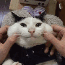 舔我动图下载_猫咪舔我表情包-别说话舔我表情包下载