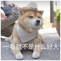 包 抖音下面听我说我们都是狗表情包欢迎下载,这是一组超级有趣的柴犬
