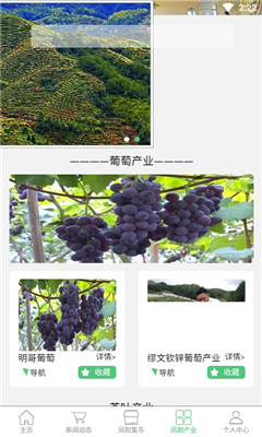 Vineyardֻ