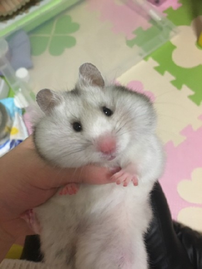 仓鼠托腮表情包原图