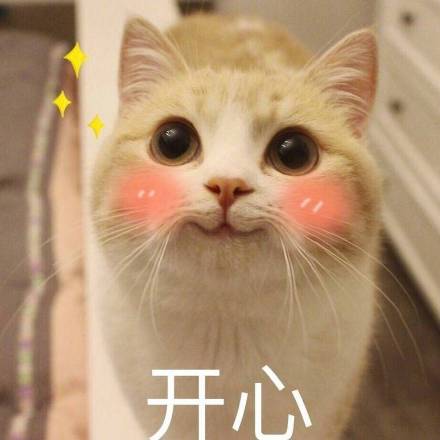 bobi小萌猫表情包全套